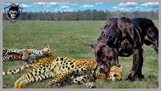 10 Dramatic Moments! When Animals Clashed with the Wrong Opponent Part 1 | Animal Attacks