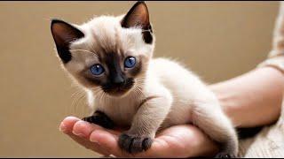 "World of Whiskers:Adorable Cat Breeds Around the Globe #CatBreeds #AdorableKittens#FelineDiversity