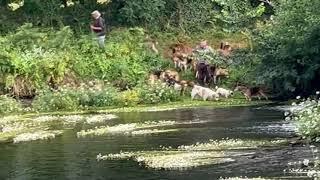 Mink hunters in Cork river - Government urged to ban cruel bloodsport