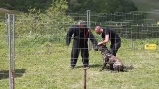 Difesa personale , bunker , cane corso. Allevamento i Molossi del Petrullo