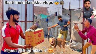 Surprise Gift for nikku vlogz  !! Mera kabutar udaa diya  !!