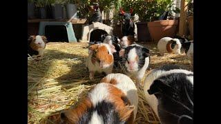 GUINEA PIG. ,   ambush