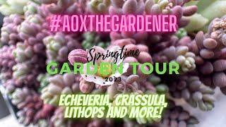 AoxTheGardener  - Aox's Plants, Spring Garden Tour 2023! Echeveria, Crassula, Lithops, and More!