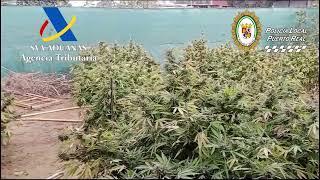 Desmantelada una plantación de marihuana en Puerto Real (Cádiz)