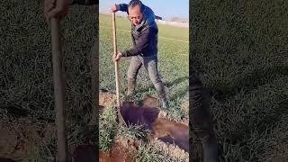 The process of digging ditches for irrigation in wheat fields