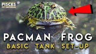 Pacman Frog Terrarium Setup