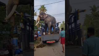 Hathiraja // hathi short video // elephant video#/ #shortsvideo #shorts