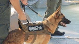 K9 Training day