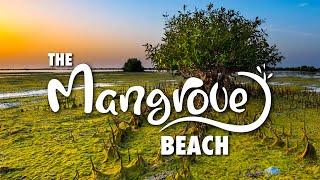 Mangrove beach Umm Al Quwain Island