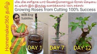 Easy Way to Grow Rose from Cutting 100% success | மிக எளிதாக ரோஜாச்செடியை கட்டிங்கில் வளர்க்கலாம்