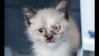 Treating an Eye Infection in a Kitten