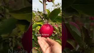 Apple  picking #shortsvideo #canada #navilaathena #appletree #canadalife #applepicking #applovers