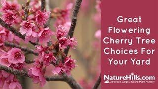 Top 4 Flowering Cherry Trees | NatureHills.com