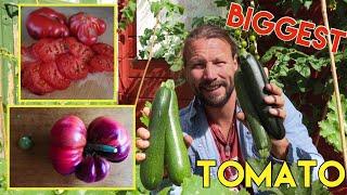 BIGGEST TOMATO WE EVER GROWN + TOUR OF OUR ORGANIC GARDEN