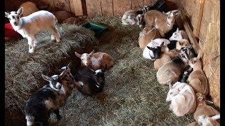 Baby Goats Rush to Breakfast!