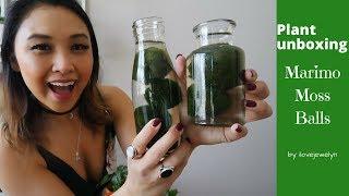 Plant Unboxing: Marimo Moss Balls | ILOVEJEWELYN