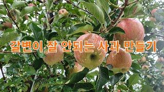 갈변이 잘 안되는 사과 만들기 9월 22일