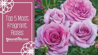 Top 5 Most Fragrant Roses | NatureHills.com