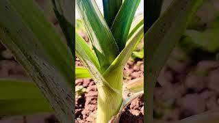 Short Clip of G1 Garlic | G1 of Swabi KPK #garlic #g1 #g1short