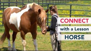 How to Connect with a Lesson Horse