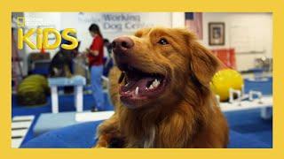 Learn About the Evolution of Dogs  | Weird But True! | S1 E4 | Full Episode | @natgeokids​