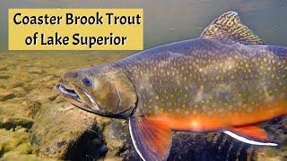 Coaster Brook Trout of Lake Superior