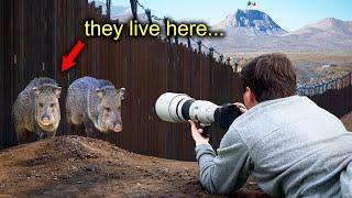 I Photographed Wildlife on the US-Mexico Border (BIG BEND, TX)