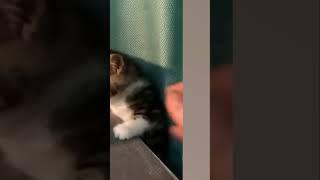 Cat the art of surprise attacj |Credits to the owner| #fyp #foryoupage #viral#trending #cats