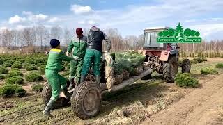 Загадочный Мир Растений: Открытие потрясающего ассортимента в Питомнике Вашутино