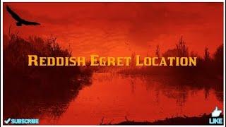 Reddish Egret location RDR2!!!