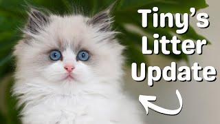 Ragdoll Kitten Update | So Cute! Funny Kittens