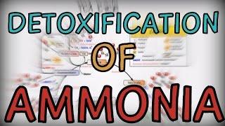 Detoxification of Ammonia in the human body