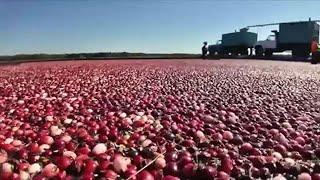 Eye on Agriculture Cranberry crops