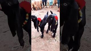 Lahore bakra mandi 2024 shahpur kanjra mandi lahore 2024 wednesday #youtubeshorts #trending #bakra