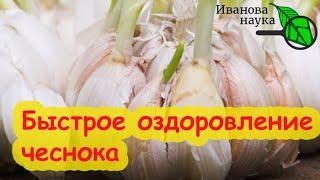 ПОСАДИТЕ ТАК ЧЕСНОК и урожай сразу в 3 раза больше! Озимый чеснок 2024.