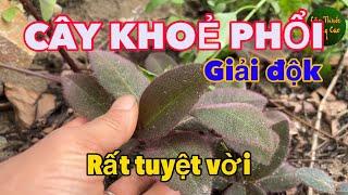 Cây GIẢI ĐỘK, KHOẺ PHỔI, Gặp Ở Đâu Lấy Về Trồng Ngay Kẻo Muộn | CTVC