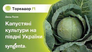 День поля «Капустяні культури на півдні України»: гібрид Тореадор F1