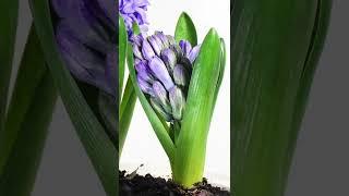 Hyacinth Time Lapse