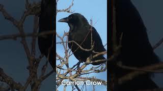 UK Garden Bird Identification Guide Part 2 - Bird Names and Songs