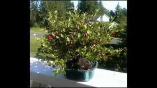 Satsuki Azalea Outdoor Bonsai Tree; Easy Indoor Bonsai, Best Bonsai Tree