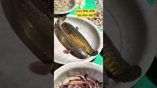 বড় শোল মাছ ১০৫০ টাকা কেজি।। Fish Price।। Fishing Videos।। Fish Price in village।। Rakib Blogs।