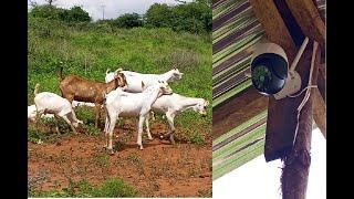 Technology in Goat Farming - We installed CCTV to manage the farm better - Goat farming in Kenya