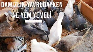 6 Yavru yumurtadan çıkmış Damızlık Güvercinlere özel yem hazırladım bozların yavrusu büyümüş