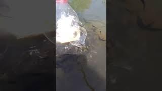 Bottle fish trap /amazing boy catch fish /with plastic bottle #shorts #amazing