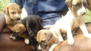 Street dog puppies / Rockfort puppies