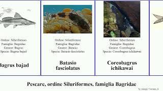 Pescare, ordine Siluriformes, famiglia Bagridae fish rita aor meridionalis Bagrus fasciolatus Mini