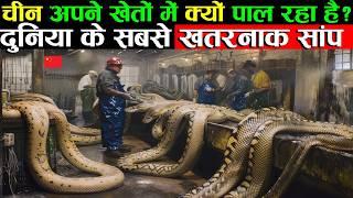 चीन क्यों पाल रहा है इतने बड़े साँप || Exploring the Mysterious Snakes Farming Village in China