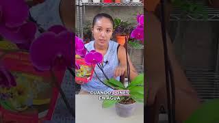 Fertilizante para orquídeas