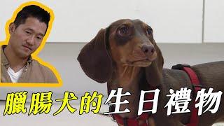 【重發】臘腸犬嬌生慣養，被狗主人寫進族譜，生日當天被迫接受了訓犬師的大禮