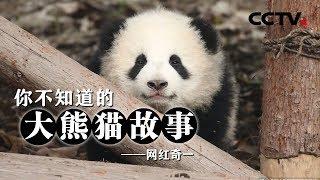 《你不知道的大熊猫故事》网红奇一 | CCTV纪录